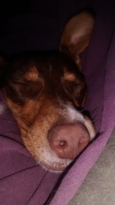 IMG_20170131_185217651